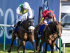 Paul Nicholls and Vicente chasing Scottish Grand National landmark at Ayr