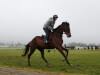 Douvan spearheads strong Willie Mullins team in Punchestown Champion Chase