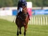 Rhododendron set to step up in distance after Queen Anne flop