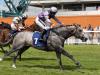 Karl Burke plotting exciting campaign for Curragh hero Havana Grey