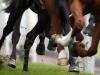 Former trainer Robin Bastiman disqualified for three years in cobalt case