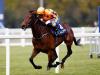 Torcedor to leave Jessica Harrington’s yard following sale