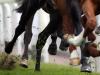 Easy for Winx once more as she wins her own race