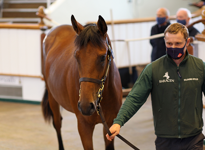 Lot 109 Dubawi x Cushion Lot 109 Dubawi x Cushion