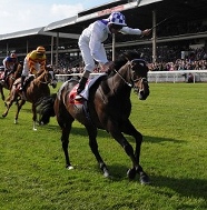 Attheraces Stable Tours Attheraces Stable Tours